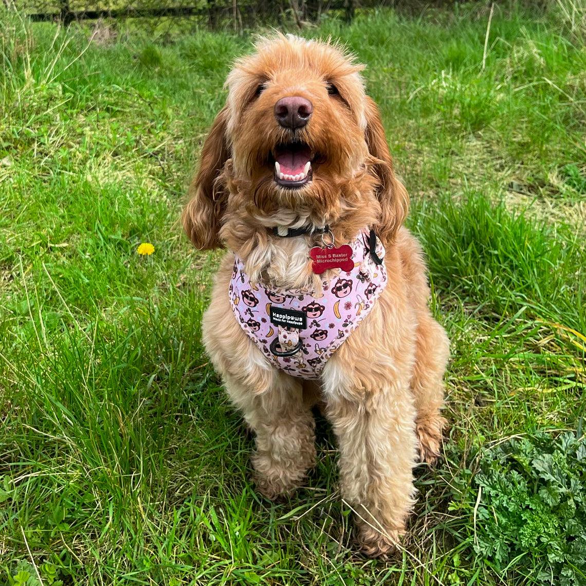 Happy little red cockapoo puppy wears Bananas About You Adjustable Dog Harness whilst sitting in meadow.