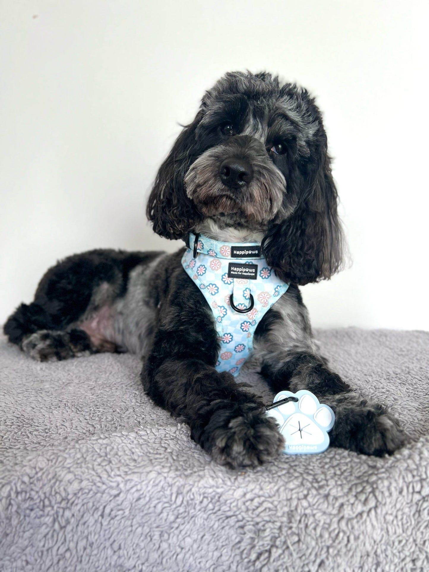 Blue merle cockapoo laying down wearing Bloom Baby Bloom Adjustable Dog Harness and Collar from Happipaws Ltd and holds silicone poo bag paw between paws.