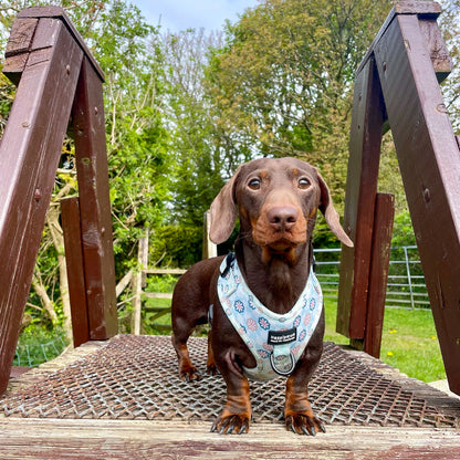 Bloom Baby Bloom Adjustable Dog Harness