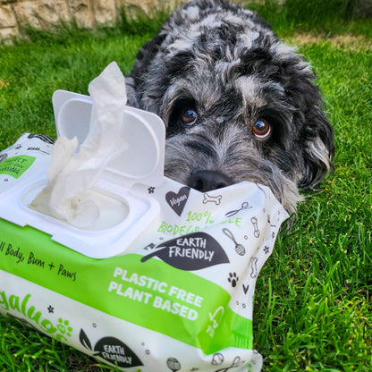 Cockapoo with Bugalugs Fragrance Free Pet Wipes